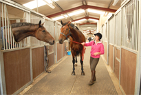 Livery Service in Lurgan Northern Ireland