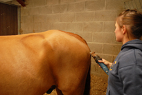 Livery Horse Grooming Service